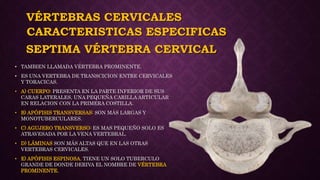 VÉRTEBRAS CERVICALES
• TAMBIEN LLAMADA VÉRTEBRA PROMINENTE.
• ES UNA VERTEBRA DE TRANSCICION ENTRE CERVICALES
Y TORACICAS.
• A) CUERPO: PRESENTA EN LA PARTE INFERIOR DE SUS
CARAS LATERALES, UNA PEQUEÑA CARILLA ARTICULAR
EN RELACION CON LA PRIMERA COSTILLA.
• B) APÓFISIS TRANSVERSAS: SON MÁS LARGAS Y
MONOTUBERCULARES.
• C) AGUJERO TRANSVERSO: ES MAS PEQUEÑO SOLO ES
ATRAVESADA POR LA VENA VERTEBRAL.
• D) LÁMINAS SON MÁS ALTAS QUE EN LAS OTRAS
VERTEBRAS CERVICALES.
• E) APÓFISIS ESPINOSA. TIENE UN SOLO TUBERCULO
GRANDE DE DONDE DERIVA EL NOMBRE DE VÉRTEBRA
PROMINENTE.
CARACTERISTICAS ESPECIFICAS
SEPTIMA VÉRTEBRA CERVICAL
 