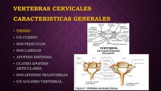 VERTEBRAS CERVICALES
• TIENEN :
• UN CUERPO
• DOS PEDICULOS
• DOS LAMINAS
• APOFISIS ESPINOSA
• CUATRO APOFISIS
ARTICULARES
• DOS APOFISIS TRANSVERSAS
• UN AGUJERO VERTEBRAL.
CARACTERISTICAS GENERALES
 