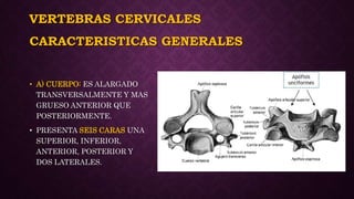 VERTEBRAS CERVICALES
• A) CUERPO: ES ALARGADO
TRANSVERSALMENTE Y MAS
GRUESO ANTERIOR QUE
POSTERIORMENTE.
• PRESENTA SEIS CARAS UNA
SUPERIOR, INFERIOR,
ANTERIOR, POSTERIOR Y
DOS LATERALES.
CARACTERISTICAS GENERALES
 