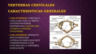 VERTEBRAS CERVICALES
• CARA SUPERIOR: LIMITADA A
CADA LADO POR LA CRESTA
ANTEROPOSTERIOR
DENOMINADA GANCHO DEL
CUERPO O APOFISIS
UNCIFORME.
• CARA INFERIOR: PRESENTA
DOS SUPERFICIES
LATERALES BISELADAS QUE
CORRESPONDEN A LOS
GANCHOS DE LA VERTEBRA
SUBYACENTE
CARACTERISTICAS GENERALES
 