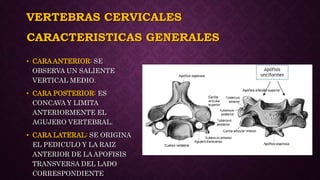 VERTEBRAS CERVICALES
• CARA ANTERIOR: SE
OBSERVA UN SALIENTE
VERTICAL MEDIO.
• CARA POSTERIOR: ES
CONCAVA Y LIMITA
ANTERIORMENTE EL
AGUJERO VERTEBRAL.
• CARA LATERAL: SE ORIGINA
EL PEDICULO Y LA RAIZ
ANTERIOR DE LA APOFISIS
TRANSVERSA DEL LADO
CORRESPONDIENTE
CARACTERISTICAS GENERALES
 