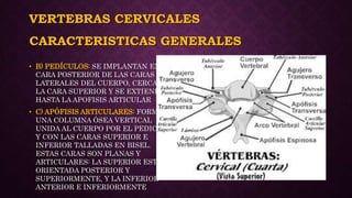 VERTEBRAS CERVICALES
• B) PEDÍCULOS: SE IMPLANTAN EN LA
CARA POSTERIOR DE LAS CARAS
LATERALES DEL CUERPO, CERCA DE
LA CARA SUPERIOR Y SE EXTIENDEN
HASTA LA APOFISIS ARTICULAR
• C) APÓFISIS ARTICULARES: FORMAN
UNA COLUMNA ÓSEA VERTICAL
UNIDA AL CUERPO POR EL PEDICULO
Y CON LAS CARAS SUPERIOR E
INFERIOR TALLADAS EN BISEL.
ESTAS CARAS SON PLANAS Y
ARTICULARES: LA SUPERIOR ESTA
ORIENTADA POSTERIOR Y
SUPERIORMENTE, Y LA INFERIOR
ANTERIOR E INFERIORMENTE
CARACTERISTICAS GENERALES
 