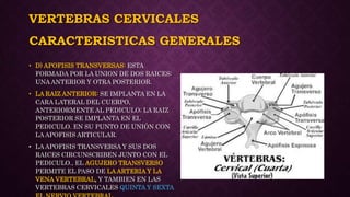 VERTEBRAS CERVICALES
• D) APOFISIS TRANSVERSAS: ESTA
FORMADA POR LA UNION DE DOS RAICES:
UNA ANTERIOR Y OTRA POSTERIOR.
• LA RAIZ ANTERIOR: SE IMPLANTA EN LA
CARA LATERAL DEL CUERPO,
ANTERIORMENTE AL PEDICULO; LA RAIZ
POSTERIOR SE IMPLANTA EN EL
PEDICULO. EN SU PUNTO DE UNIÓN CON
LA APOFISIS ARTICULAR.
• LA APOFISIS TRANSVERSA Y SUS DOS
RAICES CIRCUNSCRIBEN JUNTO CON EL
PEDICULO., EL AGUJERO TRANSVERSO
PERMITE EL PASO DE LA ARTERIA Y LA
VENA VERTEBRAL, Y TAMBIEN EN LAS
VERTEBRAS CERVICALES QUINTA Y SEXTA
CARACTERISTICAS GENERALES
 