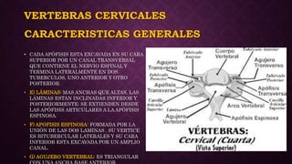 VERTEBRAS CERVICALES
• CADA APÓFISIS ESTA EXCAVADA EN SU CARA
SUPERIOR POR UN CANAL TRANSVERSAL
QUE CONTIENE EL NERVIO ESPINAL Y
TERMINA LATERALMENTE EN DOS
TUBERCULOS, UNO ANTERIOR Y OTRO
POSTERIOR.
• E) LÁMINAS: MAS ANCHAS QUE ALTAS, LAS
LÁMINAS ESTAN INCLINADAS INFERIOR Y
POSTERIORMENTE; SE EXTIENDEN DESDE
LAS APÓFISIS ARTICULARES A LA APÓFISIS
ESPINOSA.
• F) APOFISIS ESPINOSA: FORMADA POR LA
UNIÓN DE LAS DOS LAMINAS . SU VERTICE
ES BITUBERCULAR LATERALES Y SU CARA
INFERIOR ESTA EXCAVADA POR UN AMPLIO
CANAL.
• G) AGUJERO VERTEBRAL: ES TRIANGULAR
CARACTERISTICAS GENERALES
 