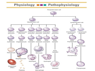 Hematopoiesis
 