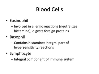Blood Cells
• Eosinophil
– Involved in allergic reactions (neutralizes
histamine); digests foreign proteins
• Basophil
– Contains histamine; integral part of
hypersensitivity reactions
• Lymphocyte
– Integral component of immune system
 