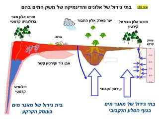 ‫איור‬
23
:
0
-1.0
- 2.0 -
- 3.0 -
- 4.0 -
- 5.0 -
‫עומק‬
‫קרקע‬
‫התבור‬ ‫אלון‬ ‫פארק‬ ‫יער‬ ‫על‬ ‫מצוי‬ ‫אלון‬ ‫חורש‬
‫קירטון‬
‫קירטון‬
‫נקבובי‬
‫גיר‬ ‫אבן‬
‫וקירטון‬
‫קשה‬
‫דולומיט‬
‫קרסטי‬
‫מצוי‬ ‫אלון‬ ‫חורש‬
‫קרסטי‬ ‫בדולומיט‬
‫בתה‬
‫בהם‬ ‫המים‬ ‫משק‬ ‫של‬ ‫והדינמיקה‬ ‫אלונים‬ ‫של‬ ‫גידול‬ ‫בתי‬
 