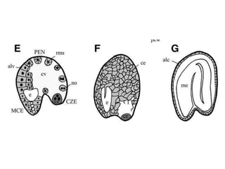 4. Endosperm development_3.pptx with basic terminalogies