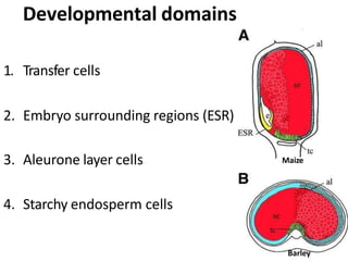 Developmental domains
1. Transfer cells
2. Embryo surrounding regions (ESR)
3. Aleurone layer cells
4. Starchy endosperm cells
Maize
Barley