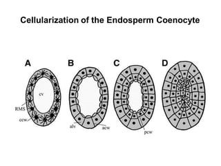 Cellularization of the Endosperm Coenocyte