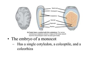 Hypocotyl
Radicle
Seedcoat
Endosperm
Cotyledons
Epicotyl
Hypocotyl
Radicle
(b) Castor bean, a eudicot with thin cotyledons. The narrow,
membranous cotyledons (shown in edge and flat views) absorb
food from the endosperm when the seed germinates.
• The embryo of a monocot
– Has a single cotyledon, a coleoptile, and a
coleorhiza
 