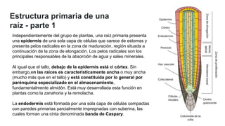 Raices Compactas 4. EL CRECIMIENTO PRIMARIO Y SECUNDARIO.pdf