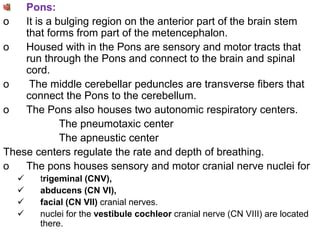 4. Nervous system ppt..ppt which important | PPT