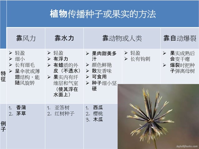 year 5 science KSSR Semakan Chapter 4.植物传播种子的方法.pptx