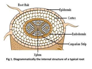 Absorptive Root 4. Mechanism of water absorption, Factors affecting water absorption-.pptx