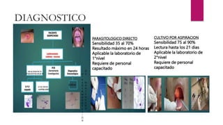DIAGNOSTICO
PARASITOLOGICO
CULTIVO
ASPIRADO
IDRM
PARASITOLOGICO DIRECTO
Sensibilidad 35 al 70%
Resultado máximo en 24 horas
Aplicable la laboratorio de
1°nivel
Requiere de personal
capacitado
CULTIVO POR ASPIRACION
Sensibilidad 75 al 90%
Lectura hasta los 21 dias
Aplicable la laboratorio de
2°nivel
Requiere de personal
capacitado
I
N
T
R
A
D
E
R
M
O
R
R
E
A
C
I
O
N
D
E
M
O
N
T
E
N
E
G
R
O
 