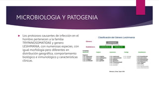 MICROBIOLOGIA Y PATOGENIA
 Los protozoos causantes de infección en el
hombre pertenecen a la familia
TRYPANOSOMATIDAE y genero
LESIHMANIA, con numerosas especies, con
igual morfología pero diferentes en
distribución geográfica, comportamiento
biológico e inmunológico y características
clínicas.
 