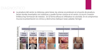 DIAGNOSTICO
 La picadura del vector es dolorosa, pero breve, las ulceras se producen en el punto de picadura,
tienen bordes levantados son indoloras y puede formar costras en el centro, al ocurrir invasión
linfática hay formación de nódulos . En la forma difusa es infiltrativa no ulcerada. En el compromiso
mucoso la presentación es crónica y destructiva (tabique nasal, paladar, faringe)
 