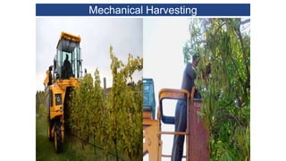 4. Harvesting of fruits and vegetables.pptx