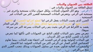 ‫والنبات‬ ‫الحيوان‬ ‫بين‬ ‫العالقة‬
: ‫في‬ ‫والنبات‬ ‫الحيوان‬ ‫بين‬ ‫العالقة‬ ‫تتمثل‬
1
: /
‫الرعي‬
‫غير‬ ‫واخرى‬ ‫مستحبة‬ ‫نباتات‬ ‫حيوان‬ ‫ولكل‬، ‫للنباتات‬ ‫الحيوان‬ ‫اكل‬ ‫وهو‬
.
‫غير‬ ‫النباتات‬ ‫من‬ ‫اكثر‬ ‫للضرر‬ ‫المستحبة‬ ‫النباتات‬ ‫وتتعرض‬ ‫الرعي‬ ‫في‬ ‫مستحبة‬
. ‫المستحبة‬
•
‫اما‬ ‫الرعي‬ ‫بفعل‬ ‫النباتات‬ ‫يصيب‬ ‫الذي‬ ‫الضرر‬
‫الخضراء‬ ‫اجزائها‬ ‫لقطع‬
‫او‬
‫التالفها‬
‫عليها‬ ‫بالسير‬
‫او‬
‫الجائر‬ ‫الرعي‬ ‫بفعل‬ ‫للتاكل‬ ‫وتعرضها‬ ‫التربة‬ ‫لتعرية‬
(
‫الجائر‬ ‫الرعي‬
‫سرعة‬ ‫من‬ ‫اكبر‬ ‫بسرعة‬ ‫النباتات‬ ‫رعي‬ ‫يتم‬ ‫بحيث‬ ‫الرعي‬ ‫في‬ ‫األفراط‬ ‫به‬ ‫يقصد‬
.)‫نموها‬
•
‫تتعرض‬ ‫كما‬ ‫تأكلها‬ ‫التي‬ ‫الحيوانات‬ ‫عن‬ ‫الناتج‬ ‫للتلف‬ ‫النباتات‬ ‫بذور‬ ‫بعض‬ ‫تتعرض‬
. ‫الديدان‬ ‫اكل‬ ‫من‬ ‫الناتج‬ ‫للضرر‬ ‫البادرات‬
•
‫تقاوم‬ ‫بينما‬، ‫النباتات‬ ‫هذه‬ ‫اختفاء‬ ‫الى‬ ‫الشديد‬ ‫الرعي‬ ‫يؤدي‬ ‫الحولية‬ ‫النباتات‬ ‫في‬
‫االشجار‬ ‫اما‬، ‫الحولية‬ ‫النباتات‬ ‫من‬ ‫اكثر‬ ‫الرعي‬ ‫عن‬ ‫الضار‬ ‫التأثير‬ ‫الحشائش‬
‫الذي‬ ‫الضرر‬ ‫تتجنب‬ ‫وبذلك‬ ‫الحيوانات‬ ‫متناول‬ ‫عن‬ ‫بعيدة‬ ‫فتكون‬ ‫العالية‬ ‫والشجيرات‬
. ‫الرعي‬ ‫من‬ ‫ينتج‬
 