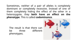 Sometimes, neither of a pair of alleles is completely
dominant or completely recessive. Instead of one of
them completely hiding the effect of the other in a
heterozygote, they both have an effect on the
phenotype. This is called codominance.
The result is that there can
be three different
phenotypes.
 