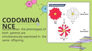 CODOMINA
NCE
Occurs when the phenotypes of
both parents are
simultaneously expressed in the
same offspring.
 