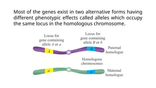 Most of the genes exist in two alternative forms having
different phenotypic effects called alleles which occupy
the same locus in the homologous chromosome.
 