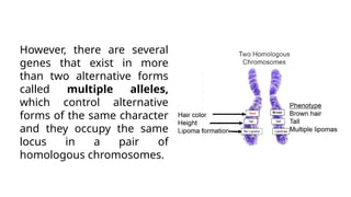 However, there are several
genes that exist in more
than two alternative forms
called multiple alleles,
which control alternative
forms of the same character
and they occupy the same
locus in a pair of
homologous chromosomes.
 
