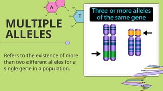 MULTIPLE
ALLELES
Refers to the existence of more
than two different alleles for a
single gene in a population.
 