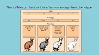 These alleles can have various effects on an organisms phenotype.
 