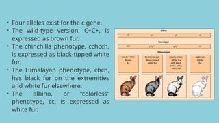 • Four alleles exist for the c gene.
• The wild-type version, C+C+, is
expressed as brown fur.
• The chinchilla phenotype, cchcch,
is expressed as black-tipped white
fur.
• The Himalayan phenotype, chch,
has black fur on the extremities
and white fur elsewhere.
• The albino, or “colorless”
phenotype, cc, is expressed as
white fur.
 