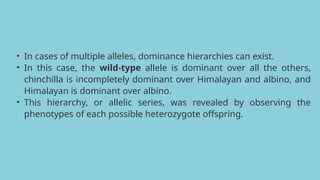 • In cases of multiple alleles, dominance hierarchies can exist.
• In this case, the wild-type allele is dominant over all the others,
chinchilla is incompletely dominant over Himalayan and albino, and
Himalayan is dominant over albino.
• This hierarchy, or allelic series, was revealed by observing the
phenotypes of each possible heterozygote offspring.
 