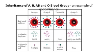 Inheritance of A, B, AB and O Blood Group - an example of
codominance
 