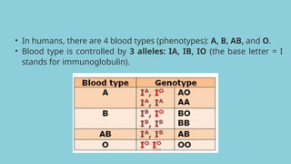 • In humans, there are 4 blood types (phenotypes): A, B, AB, and O.
• Blood type is controlled by 3 alleles: IA, IB, IO (the base letter = I
stands for immunoglobulin).
 