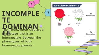 INCOMPLE
TE
DOMINAN
CE
The heterozygote displays a
phenotype that is an
intermediate between the
phenotypes of both
homozygote parents.
 