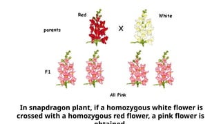 In snapdragon plant, if a homozygous white flower is
crossed with a homozygous red flower, a pink flower is
 