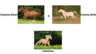 Chestnut brown Creamy white
Palomino
X
 