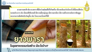 สถาบันส่งเสริมการสอนวิทยาศาสตร์และเทคโนโลยี
ครูวิชัยลิขิตพรรักษ์ ตำแหน่งครู วิทยฐำนะครูชำนำญกำรพิเศษ(คศ.3)กลุ่มสำระกำรเรียนรู้วิทยำศำสตร์และเทคโนโลยี โรงเรียนวัดรำชบพิธ สพม.กท.1
ยำงธรรมชำติ เช่น ยำงพำรำที่มีหน่วยย่อยคือไอโซพรีนเป็นพอลิเมอร์ชนิดหนึ่งที่มีสมบัติเด่น
หลำยประกำร เช่น มีสมบัติเชิงกลดี มีควำมยืดหยุ่นสูง มีควำมเหนียว มีควำมต้ำนทำนต่อกำรขัดถูสูง
และสำมำรถยึดติดกับวัสดุอื่นเช่น โลหะและสิ่งทอได้ดี
 