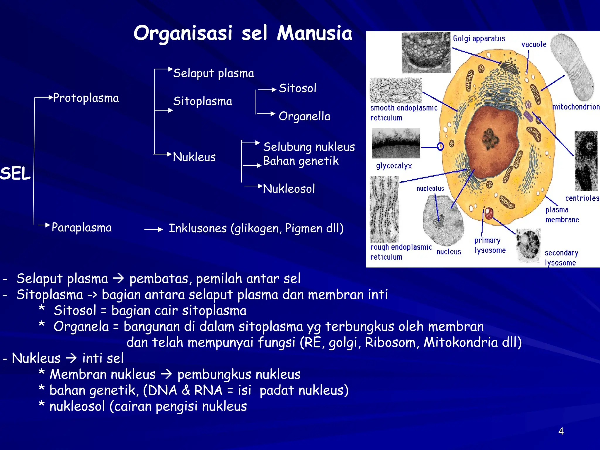 Struktur Tubuh manusia (Biologi Manusia) | PPT
