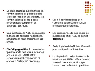  De igual manera que las miles de
combinaciones de palabras para
expresar ideas en un alfabeto, las
combinaciones de las bases
nitrogenadas componen el
“alfabeto” del ADN.
 Una molécula de ADN puede estar
formada de miles de nucleótidos,
cada uno de ellos con una de las
bases.
 El código genético lo componen
“palabras” de tres letras formadas
por las bases. (AGC, CGT,
sucesivamente) obteniendo 64
grupos o “palabras” diferentes.
 Las 64 combinaciones son
suficiente para codificar los 20
aminoácidos diferentes.
 Las sucesiones de tres bases de
nucleótidos en el ADN se llaman
“tripletas”.
 Cada tripleta del ADN codifica solo
para un tipo de aminoácido.
 La disposición de las bases de la
molécula de ADN codifica para la
sucesión de aminoácidos que
forman una proteína en particular.
 