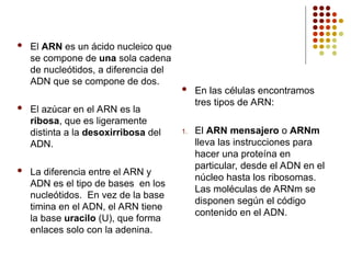 El ARN es un ácido nucleico que
se compone de una sola cadena
de nucleótidos, a diferencia del
ADN que se compone de dos.
 El azúcar en el ARN es la
ribosa, que es ligeramente
distinta a la desoxirribosa del
ADN.
 La diferencia entre el ARN y
ADN es el tipo de bases en los
nucleótidos. En vez de la base
timina en el ADN, el ARN tiene
la base uracilo (U), que forma
enlaces solo con la adenina.
 En las células encontramos
tres tipos de ARN:
1. El ARN mensajero o ARNm
lleva las instrucciones para
hacer una proteína en
particular, desde el ADN en el
núcleo hasta los ribosomas.
Las moléculas de ARNm se
disponen según el código
contenido en el ADN.
 