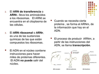 2. El ARN de transferencia o
ARNt.- lleva los aminoácidos
a los ribosomas. El ARNt se
encuentra en el citoplasma de
las células.
3. El ARN ribosomal o ARNr,
es una de las sustancias
químicas de las que están
compuestos los ribosomas.
 El ADN en el núcleo contiene
instrucciones para hacer
miles de proteínas diferentes.
El ADN no puede salir del
núcleo.
 Cuando se necesita cierta
proteína , se forma el ARNm, de
la información que hay en el
ADN.
 El proceso de producir ARNm, a
partir de las instrucciones del
ADN, se llama transcripción.
 