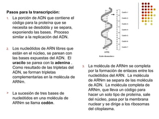 Pasos para la transcripción:
1. La porción de ADN que contiene el
código para la proteína que se
necesita se desdobla y se separa,
exponiendo las bases. Proceso
similar a la replicación del ADN.
2. Los nucleótidos de ARN libres que
están en el núcleo, se parean con
las bases expuestas del ADN. El
uracilo se parea con la adenina .
Como resultado de las tripletas del
ADN, se forman tripletas
complementarias en la molécula de
ARNm.
 La sucesión de tres bases de
nucleótidos en una molécula de
ARNm se llama codón.
3. La molécula de ARNm se completa
por la formación de enlaces entre los
nucleótidos del ARN. La molécula
de ARNm se separa de las molécula
de ADN. La molécula completa de
ARNm, que lleva un código para
hacer un solo tipo de proteína, sale
del núcleo, pasa por la membrana
nuclear y se dirige a los ribosomas
del citoplasma.
 