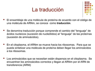 La traducción
 El ensamblaje de una molécula de proteína de acuerdo con el código de
una molécula de ARNm, se conoce como traducción.
 Se denomina traducción porque comprende el cambio del “lenguaje” de
ácidos nucleicos (sucesión de nucleótidos) al “lenguaje” de las proteínas
(sucesión de aminoácidos).
 En el citoplasma, el ARNm se mueve hacia los ribosomas. Para que se
pueda sintetizar una molécula de proteína deben llegar los aminoácidos
a los ribosomas.
 Los aminoácidos que se necesitan están dispersos en el citoplasma. Se
encuentran los aminoácidos correctos y llegan al ARNm por el ARN de
transferencia (ARNt)
 