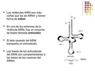  Las moléculas ARNt son más
cortas que las de ARNm y tienen
forma de trébol.
 En uno de los extremos de la
molécula ARNt, hay un conjunto
de bases llamada anticodón.
 El lado opuesto del ARNt
transporta un aminoácido.
 Las bases de los anticodones
del ARNt son complementarias a
las bases de los codones del
ARNm.
 