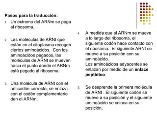 Pasos para la traducción:
1. Un extremo del ARNm se pega
al ribosoma.
2. Las moléculas de ARNt que
están en el citoplasma recogen
ciertos aminoácidos. Con los
aminoácidos pegados, las
moléculas de ARNt se mueven
hacia el punto donde el ARNm
está pegado al ribosoma.
3. Una molécula de ARNt con el
anticodón correcto, se enlaza
con el codón complementario
den el ARNm.
4. A medida que el ARNm se mueve
a lo largo del ribosoma, el
siguiente codón hace contacto con
el ribosoma. El siguiente ARNt se
mueve a su posición con su
aminoácido.
Los aminoácidos adyacentes se
enlazan por medio de un enlace
peptídico.
5. Se desprende la primera molécula
de ARNt . El siguiente codón se
mueve a su posición y el siguiente
aminoácido se coloca en su
posición.
 
