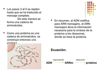  Los pasos 3 al 5 se repiten
hasta que se ha traducido el
mensaje completo.
De esta manera se
forma una cadena de
aminoácidos.
 Como una proteína es una
cadena de aminoácidos, se
construye entonces una
proteína.
 En resumen, el ADN codifica
para ARN mensajero, el ARN
mensajero lleva la información
necesaria para la síntesis de la
proteína a los ribosomas,
donde se hace la proteína.
Ecuación:
trasncripción traducción
ADN ARNm proteína
 