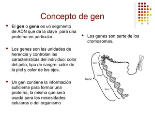 Concepto de gen
 El gen o gene es un segmento
de ADN que da la clave para una
proteína en particular.
 Los genes son las unidades de
herencia y controlan las
características del individuo: color
del pelo, tipo de sangre, color de
la piel y color de los ojos.
 Un gen contiene la información
suficiente para formar una
proteína, la misma que será
usada para las necesidades
celulares o del organismo
 Los genes son parte de los
cromosomas.
 
