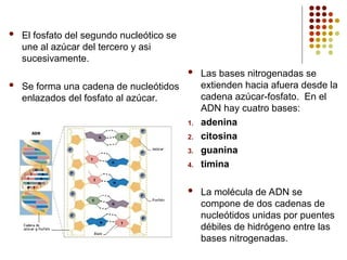  El fosfato del segundo nucleótico se
une al azúcar del tercero y asi
sucesivamente.
 Se forma una cadena de nucleótidos
enlazados del fosfato al azúcar.
 Las bases nitrogenadas se
extienden hacia afuera desde la
cadena azúcar-fosfato. En el
ADN hay cuatro bases:
1. adenina
2. citosina
3. guanina
4. timina
 La molécula de ADN se
compone de dos cadenas de
nucleótidos unidas por puentes
débiles de hidrógeno entre las
bases nitrogenadas.
 