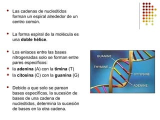  Las cadenas de nucleótidos
forman un espiral alrededor de un
centro común.
 La forma espiral de la molécula es
una doble hélice.
 Los enlaces entre las bases
nitrogenadas solo se forman entre
pares específicos:
 la adenina (A) con la timina (T)
 la citosina (C) con la guanina (G)
 Debido a que solo se parean
bases específicas, la sucesión de
bases de una cadena de
nucleótidos, determina la sucesión
de bases en la otra cadena.
 
